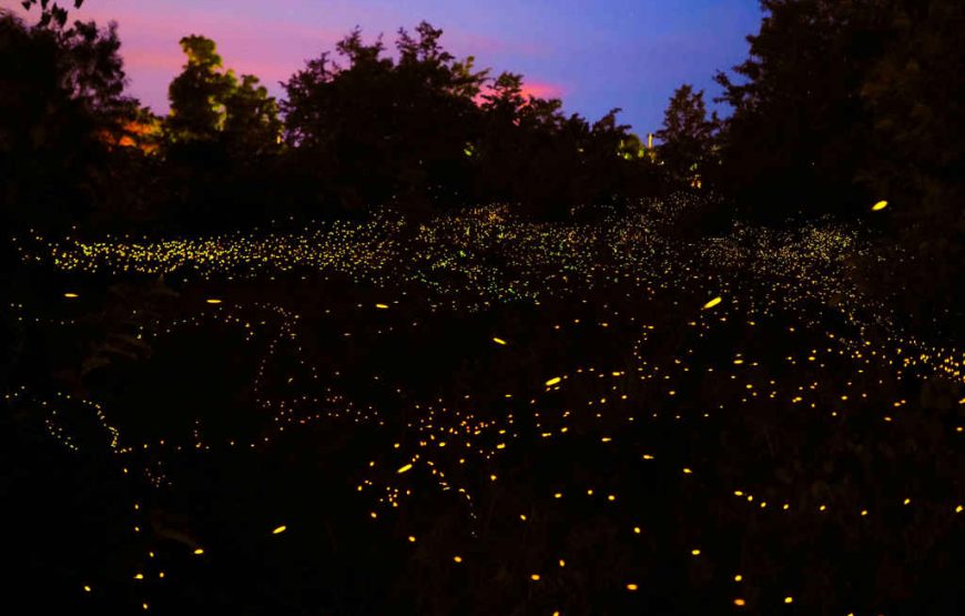 fireflies 1